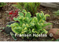 Hosta 